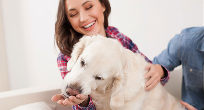 Understanding Canine Licks: What Does it Mean When Dogs Lick You?