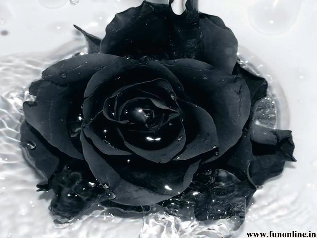 Black Rose Meaning and Spirituality: Death, Rebirth, and Resurrection
