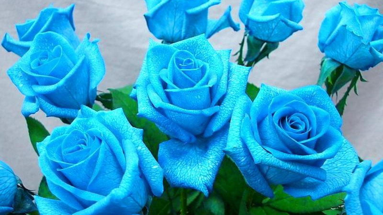 The Enigmatic Blue Rose: Unveiling Its Deep Meanings and Symbolism