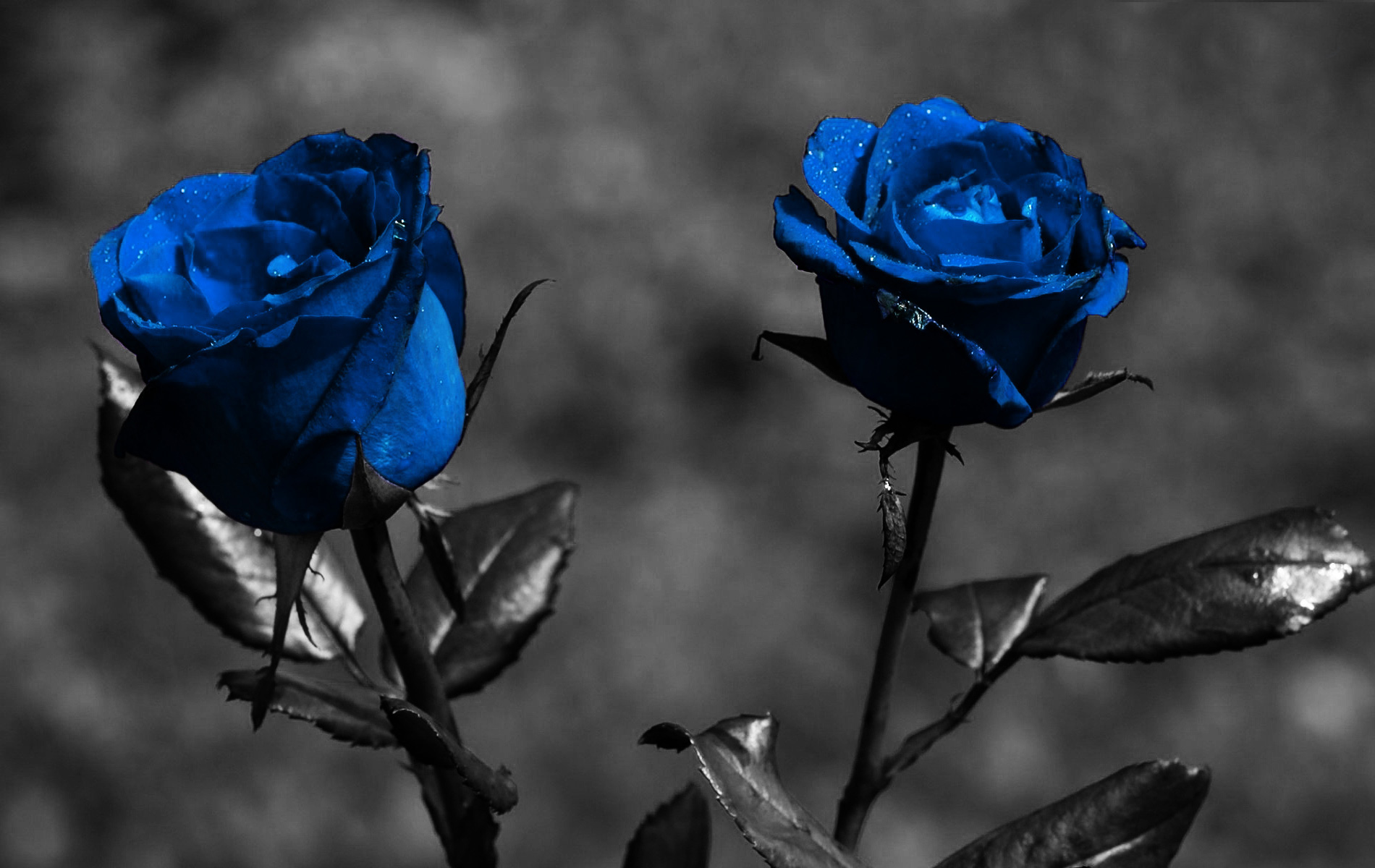 The Enigmatic Blue Rose: Unveiling Its Deep Meanings and Symbolism