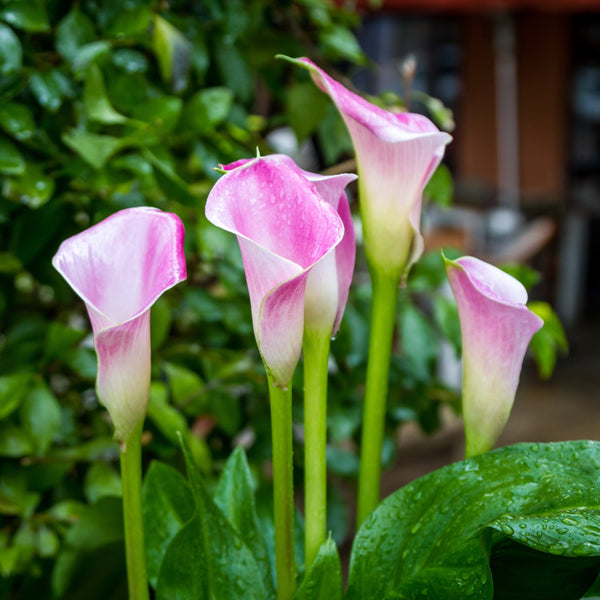 Calla Lily Flower Meaning: Exploring the Depths of Calla Lily Symbolism