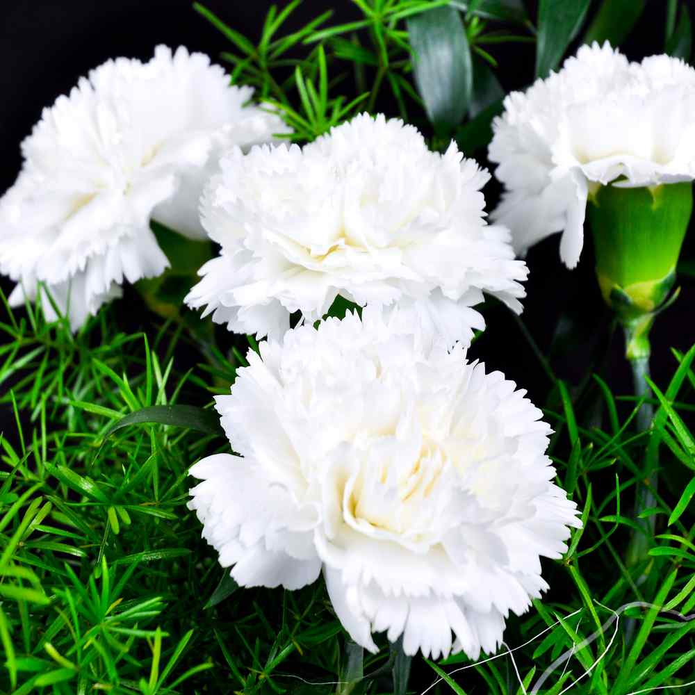 Carnation Flowers Meaning: Unveiling the Symbolism of Various Colors