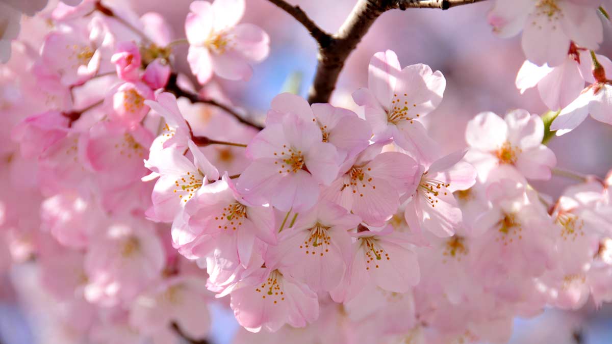 The Enigmatic Beauty of Cherry Blossom Flower Meaning