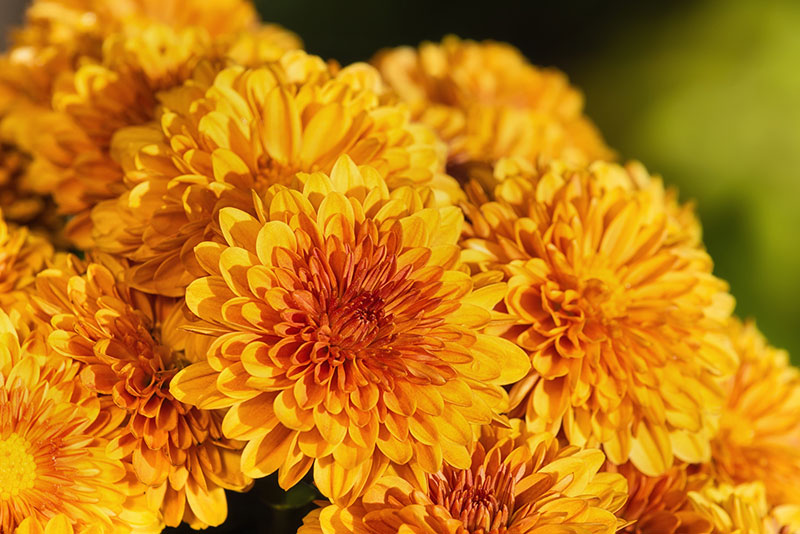 Chrysanthemum Flower Meaning: A Symbolic Representation of Life, Death, and Love
