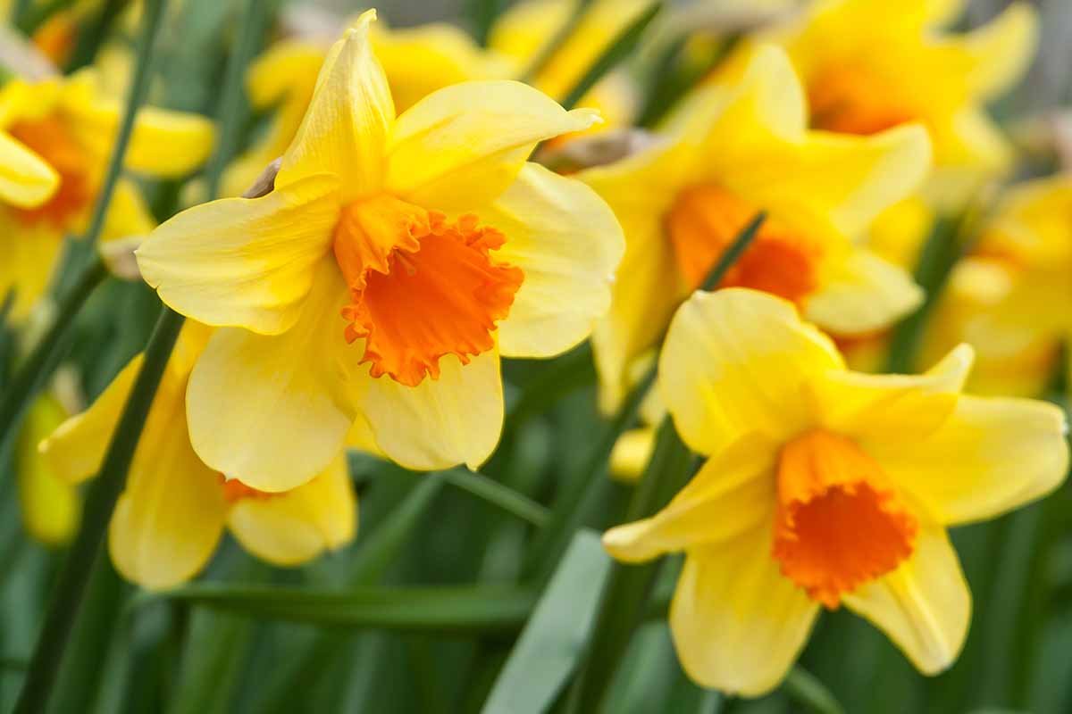 The Daffodil Meaning: Embracing the Diverse Cultural Meanings of Daffodils