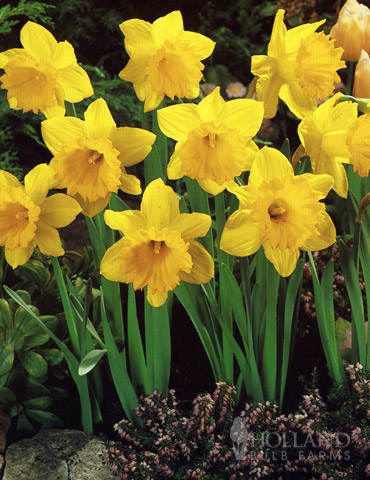 The Daffodil Meaning: Embracing the Diverse Cultural Meanings of Daffodils