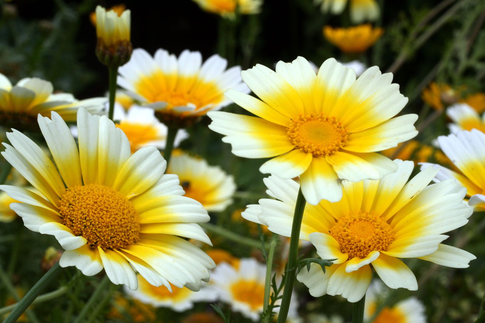 The Meaning of Daisy Flowers Love, Friendship, LGBT, and Death