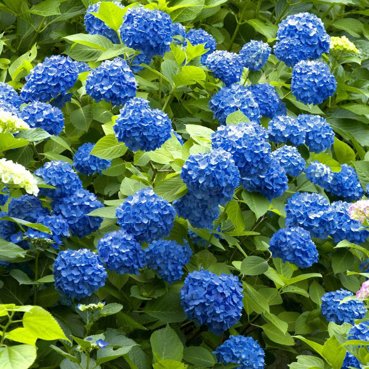 The Hydrangeas Meaning: A Symbolic Journey into Power and Spirituality