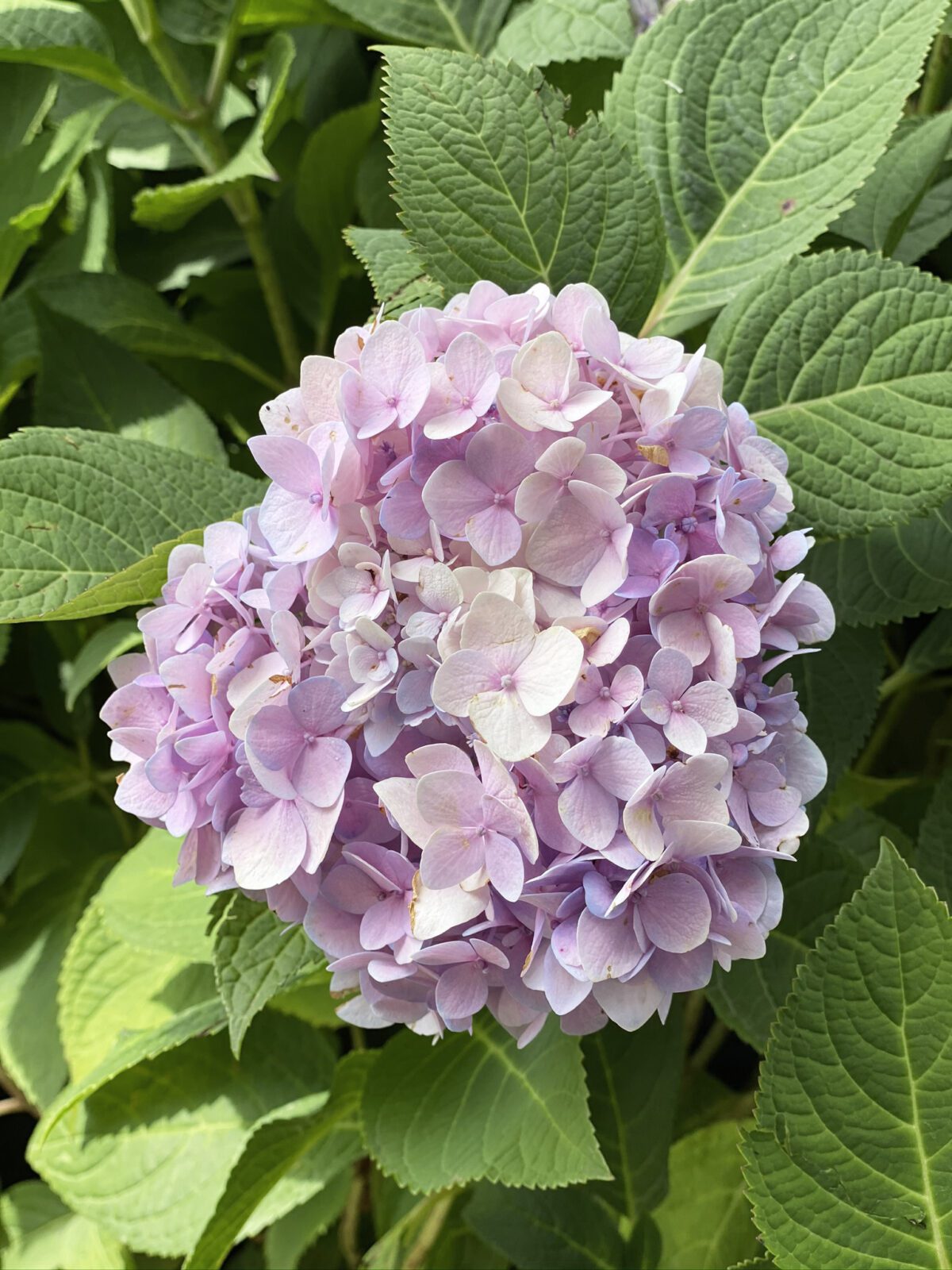 The Hydrangeas Meaning: A Symbolic Journey into Power and Spirituality
