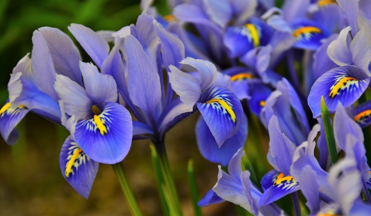 Iris Flowers Meaning: Decoding Nature's Poetry in Every Petal