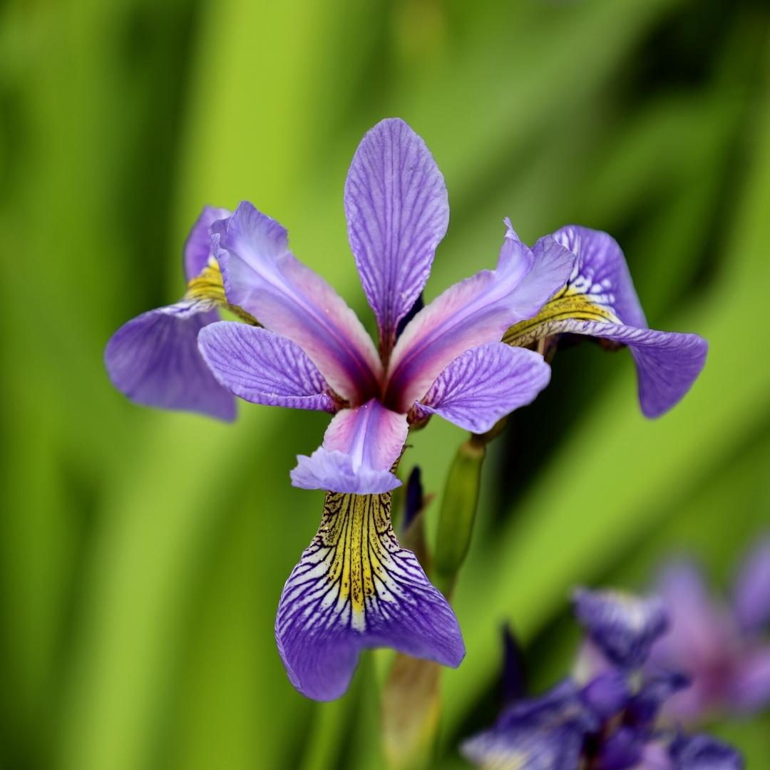 Iris Flowers Meaning: Decoding Nature's Poetry in Every Petal