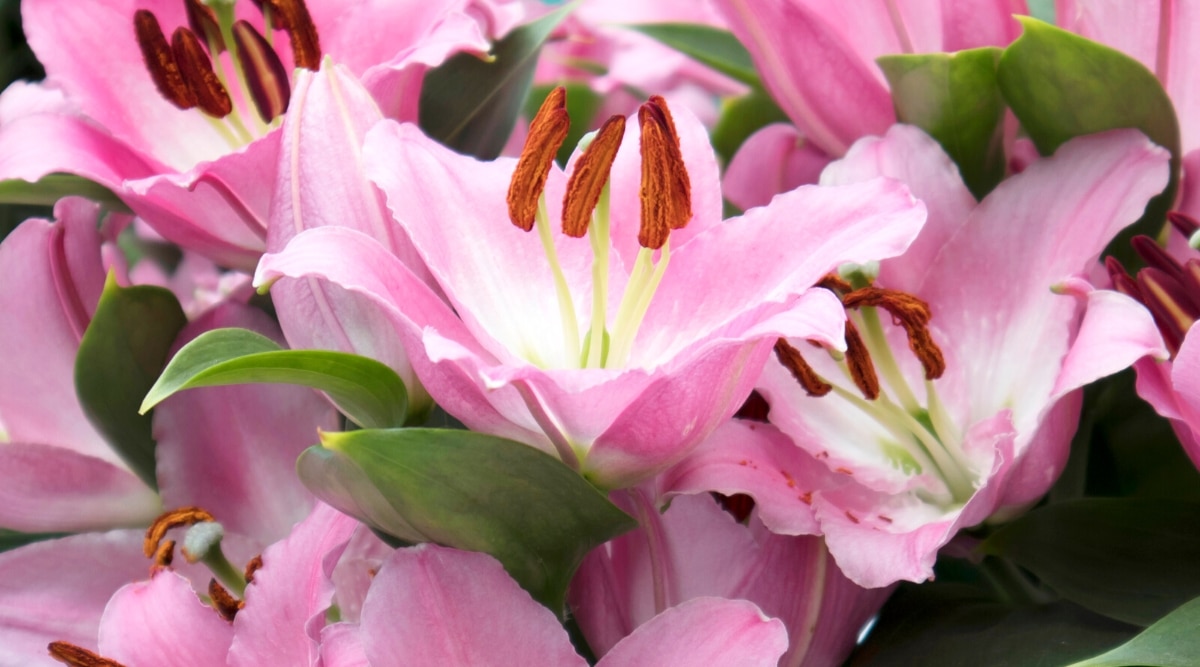 Lily Flower Meaning: Unraveling the Mysteries of Lily Flower Meaning
