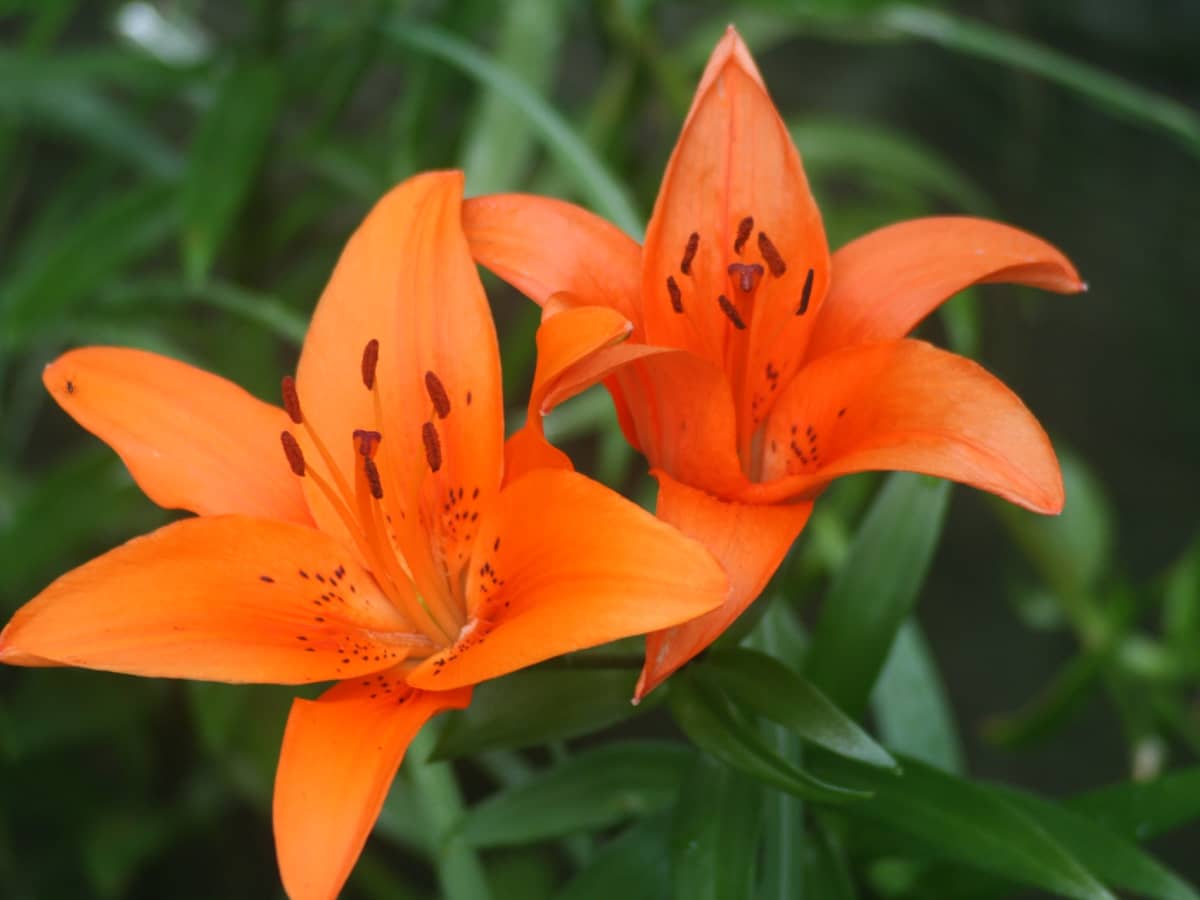 Lily Flower Meaning: Unraveling the Mysteries of Lily Flower Meaning