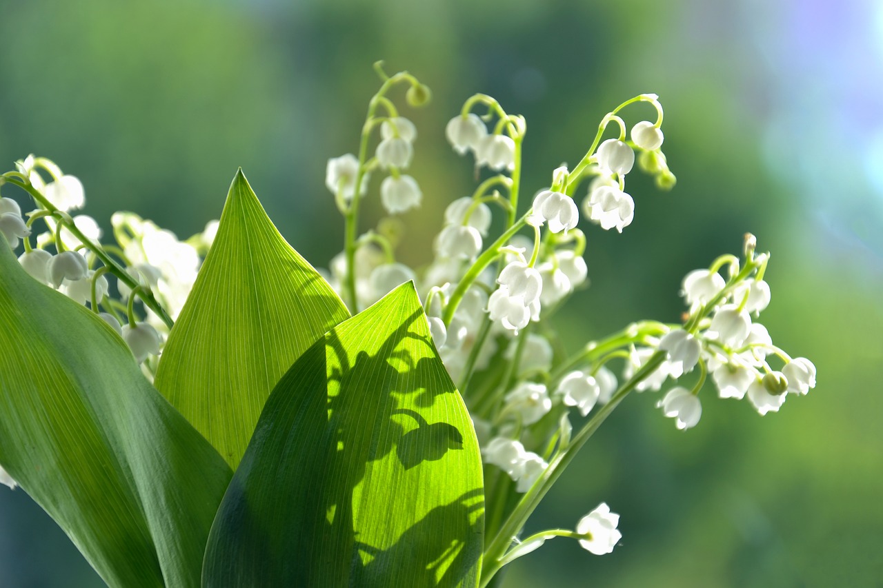 The Meaning of Lily of the Valley: Unveiling Its Spiritual Significance, Associations with Death, and More