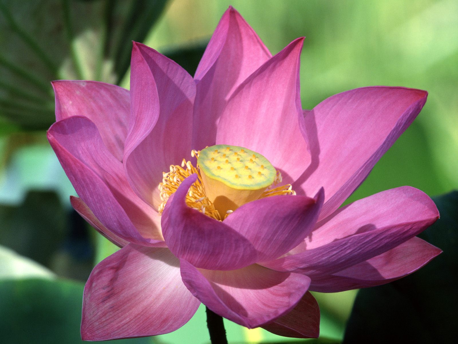 The Meaning and Symbolism of the Lotus Plant