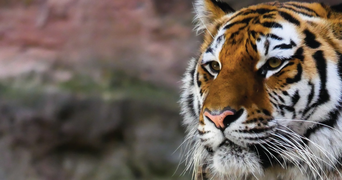 Top 30+ Names That Mean Tiger: Powerful and Meaningful Names
