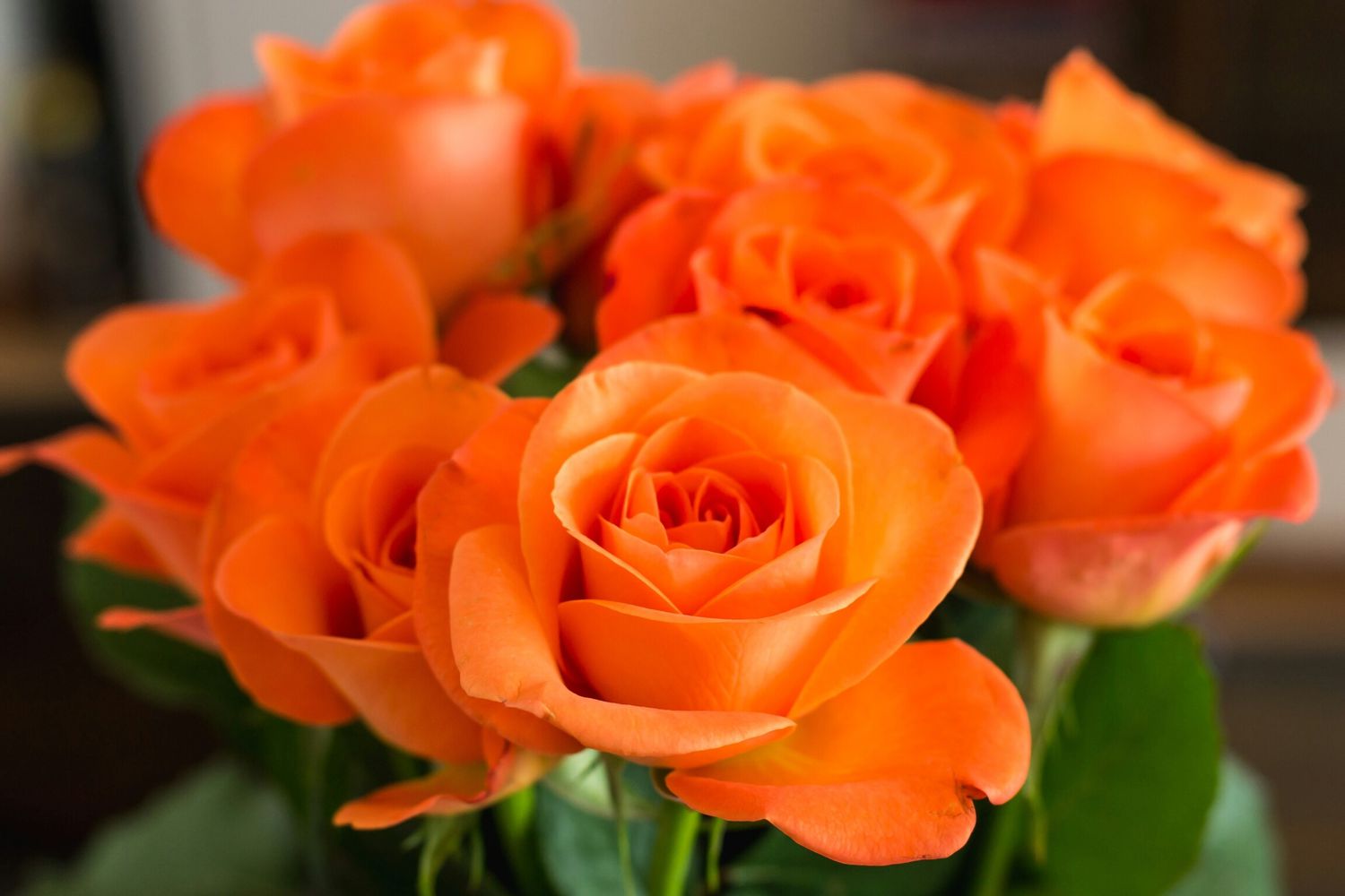 Orange Roses Meaning Love, Friendship, and More