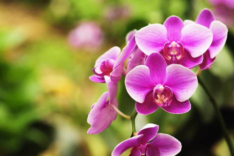 The Deeper Meaning and Symbolism of Orchids