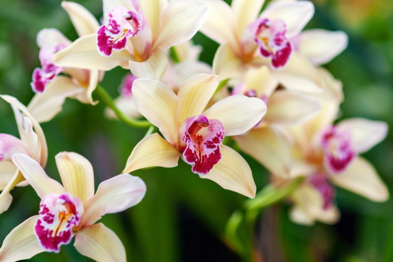 The Deeper Meaning and Symbolism of Orchids