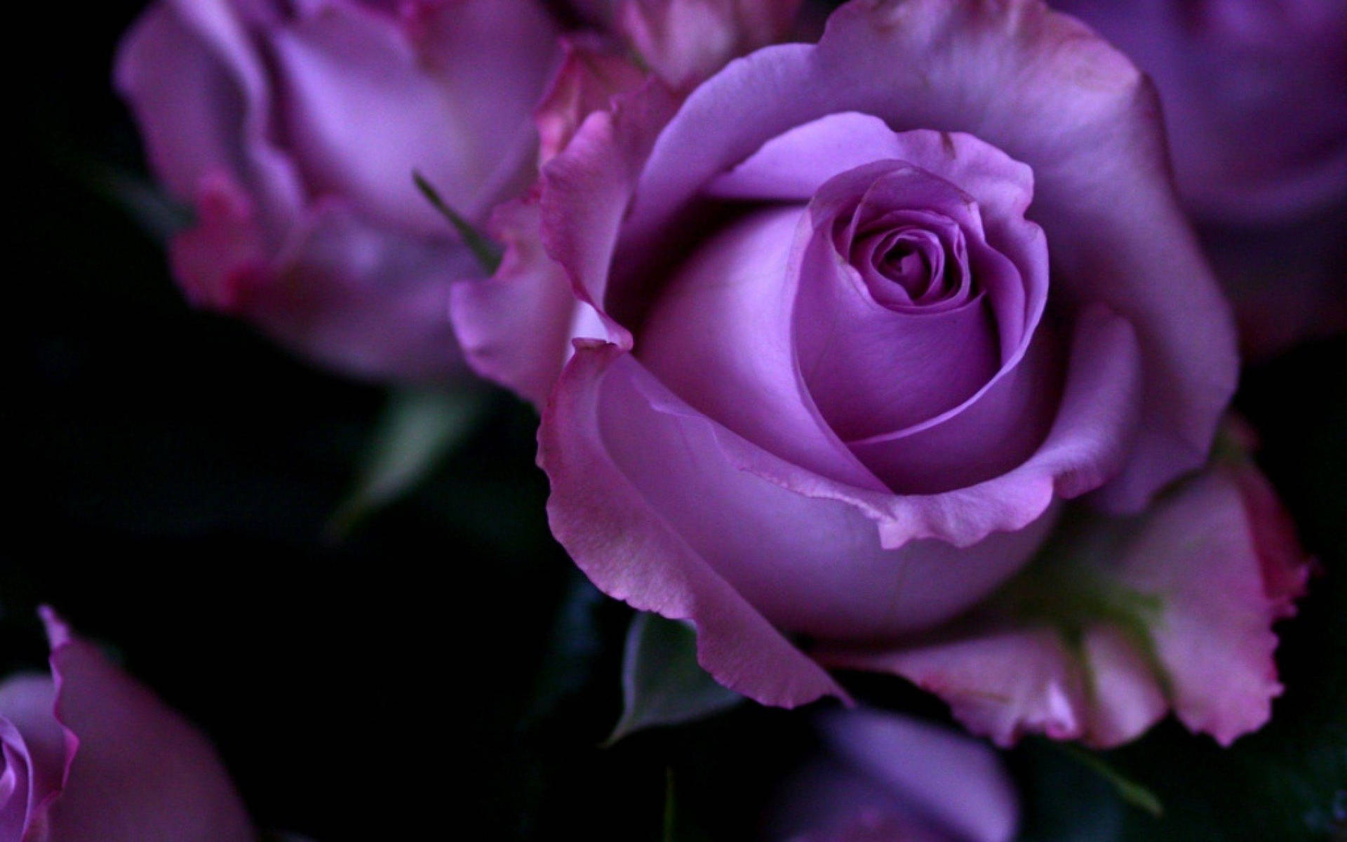 The Meaning of Purple Roses: Fun Facts About Purple Roses