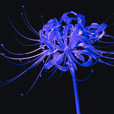 Spider Lily Meaning: Symbolism and Significance Explored