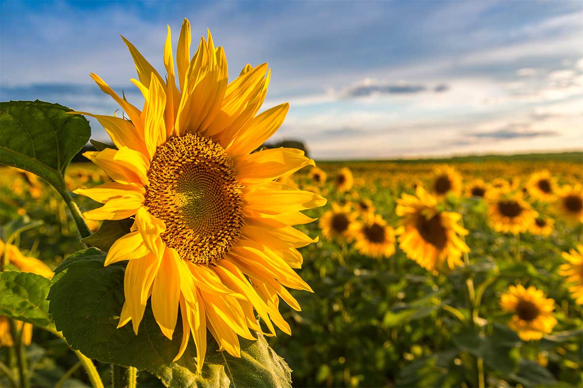 The Meaning of Sunflowers: Symbolism, Significance, and Interpretations