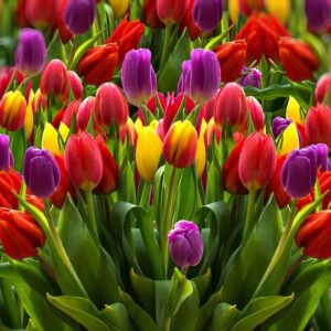 Tulips Meaning 652df0a701883.jpg