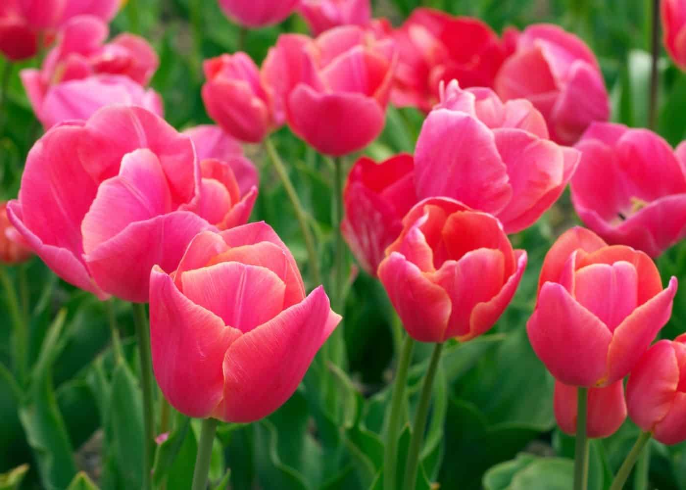 Tulips Meaning: Unlocking the Symbolism and Significance of Different Colors