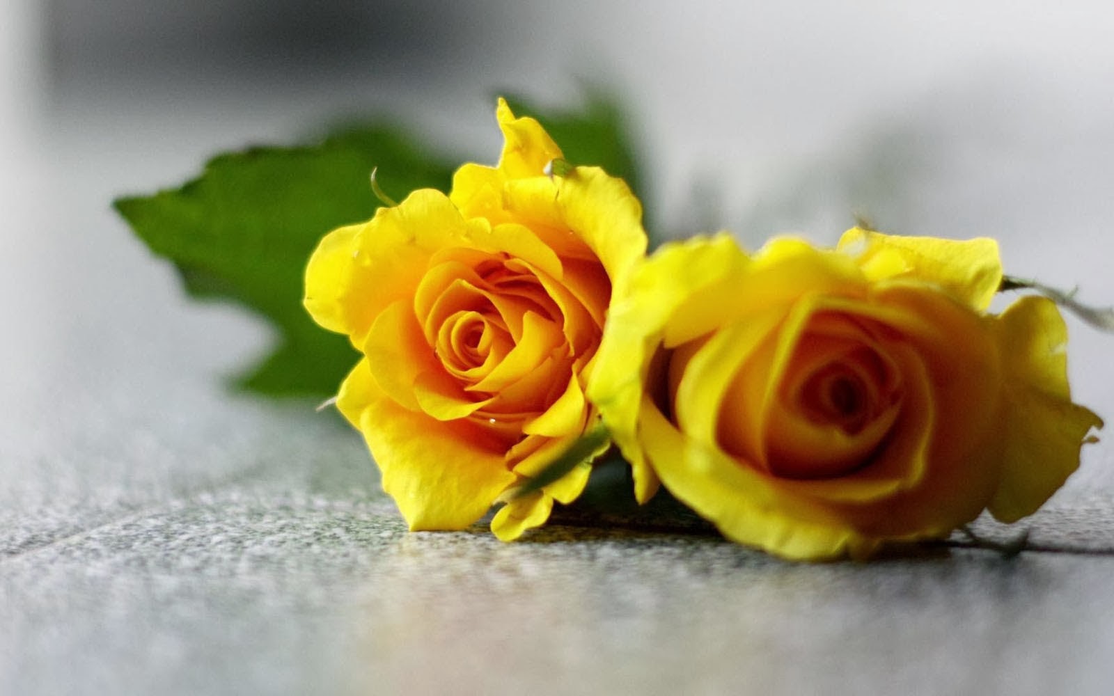 Yellow Roses Meaning: Unveiling the Symbolism of this Vibrant Flower