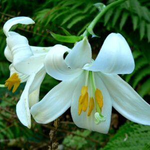 1200px Lilium Candidum 1