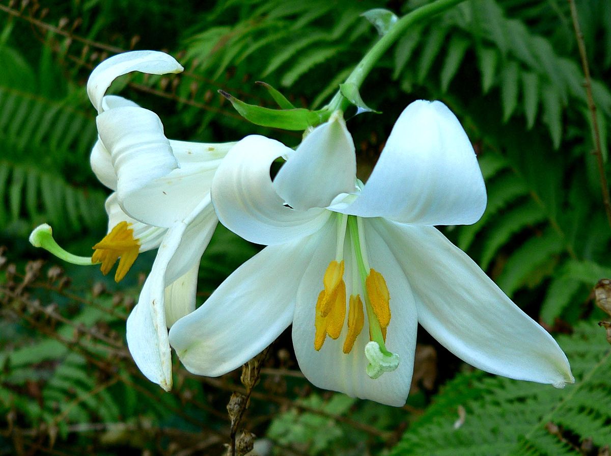 1200px Lilium Candidum 1