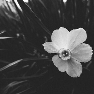 Black And White Picture Of A Flower