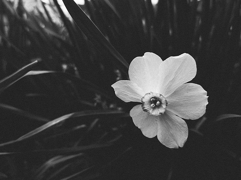 Black And White Picture Of A Flower