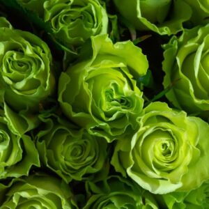 Green Roses 1024x681 1
