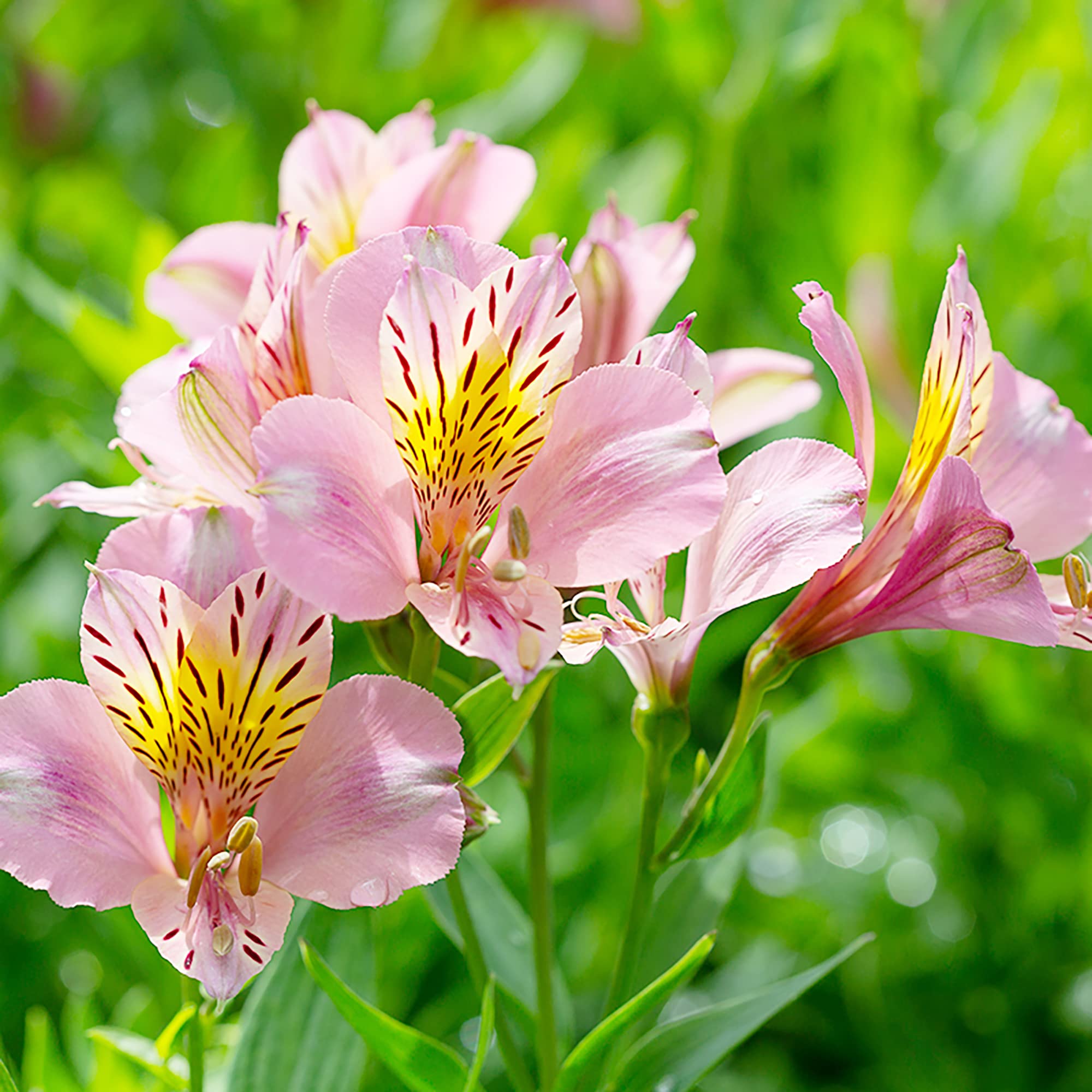Alstroemeria Meaning: Rich Peruvian Heritage and Spectrum of Colorful Meanings