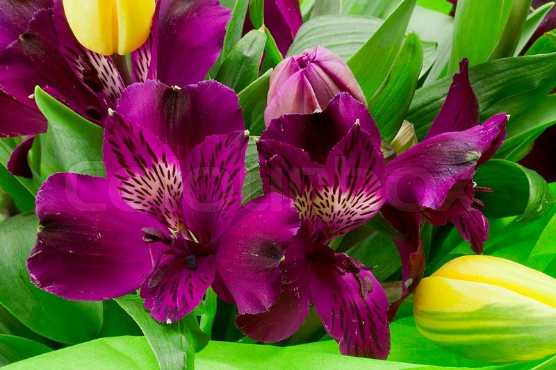 Alstroemeria Meaning: Rich Peruvian Heritage and Spectrum of Colorful Meanings