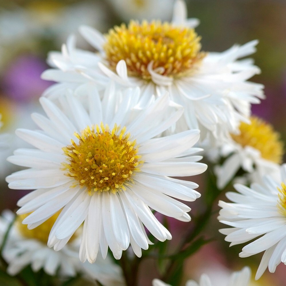 Aster Flower Meaning: Symbol of Love, Wisdom and Daintiness