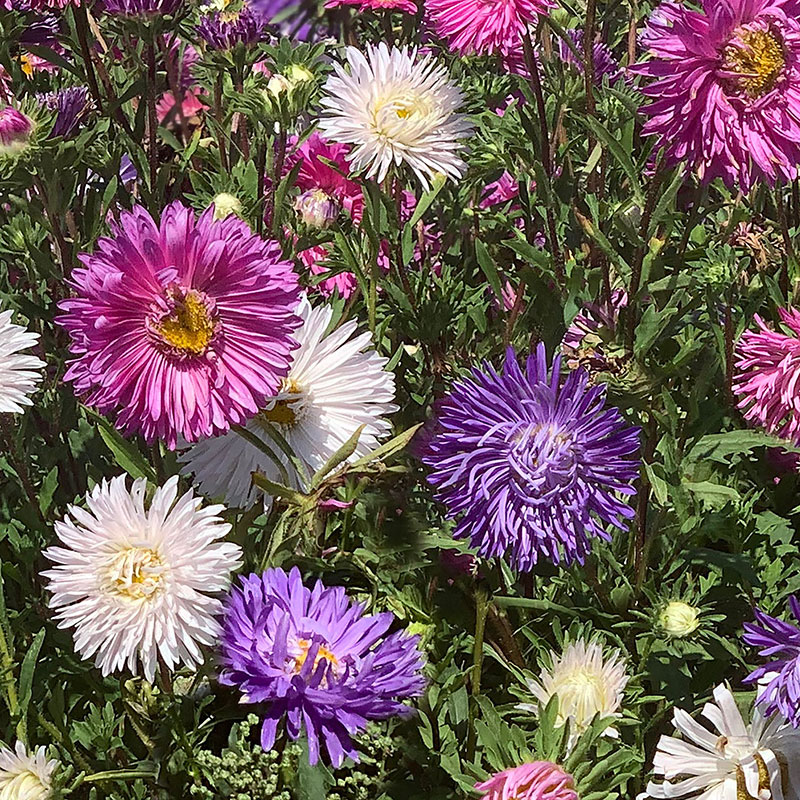 Aster Flower Meaning: Symbol of Love, Wisdom and Daintiness