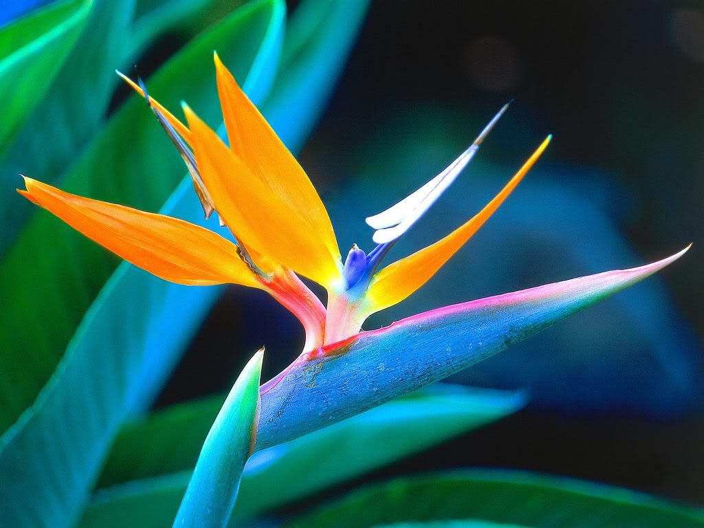 Bird of Paradise Flower Meaning: A Symbol of Beauty and Freedom