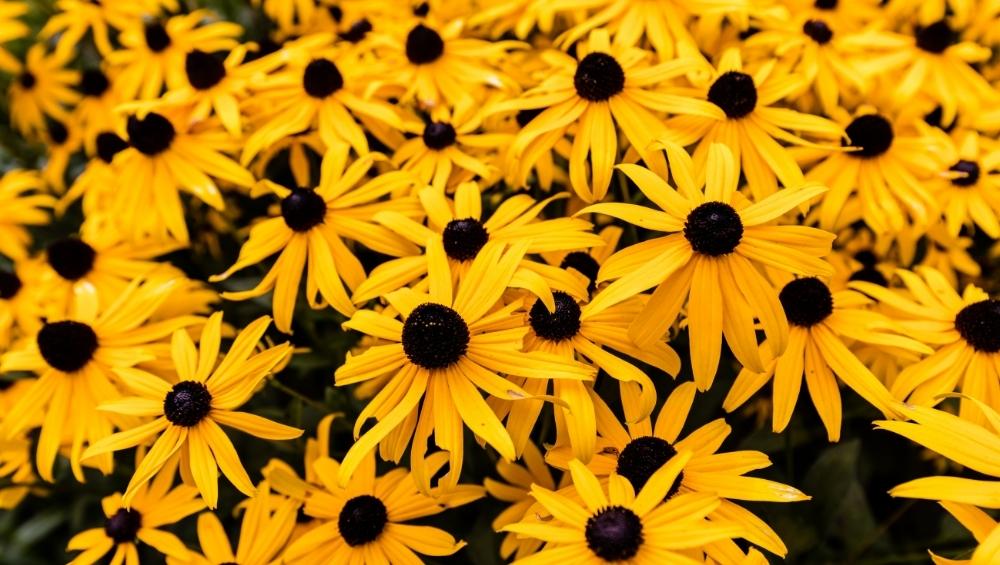 Black Eyed Susan Meaning: Balance, Determination and Justice