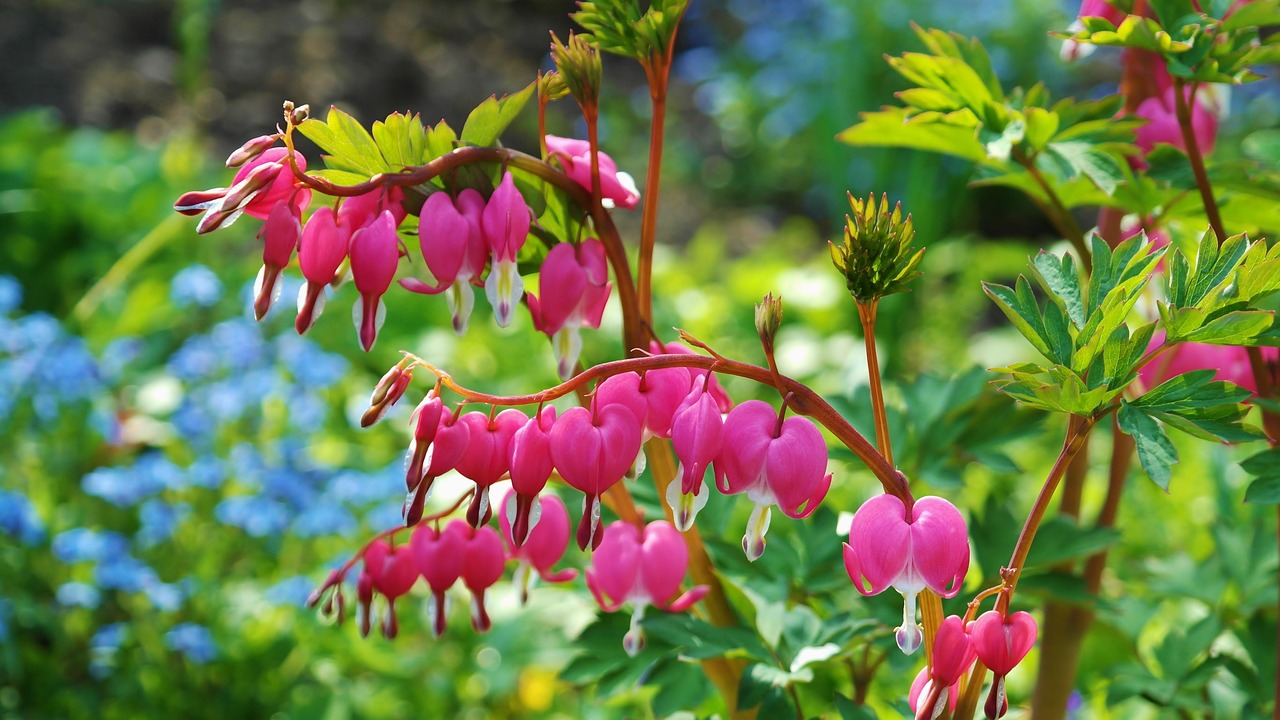 Bleeding Heart Flower Meaning: Power of Love, Compassion and Resilience in Our Lives