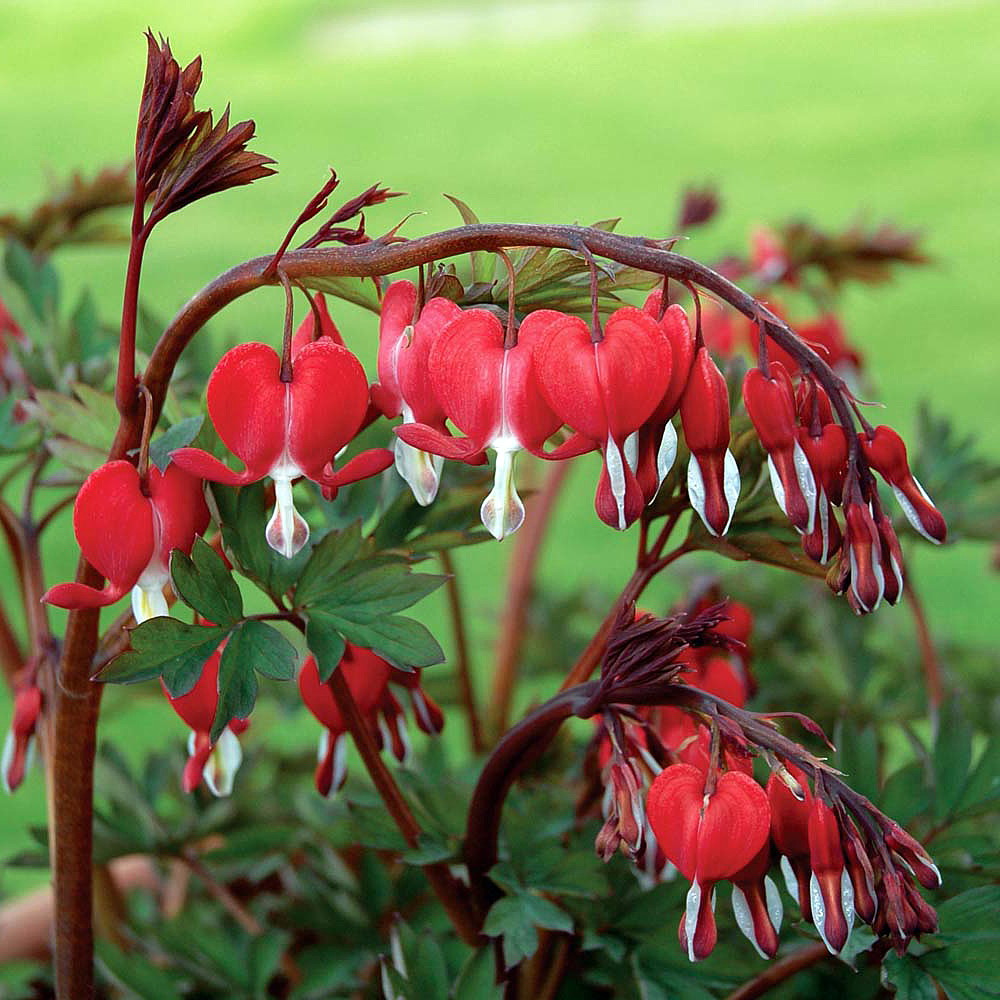 Bleeding Heart Flower Meaning: Power of Love, Compassion and Resilience in Our Lives