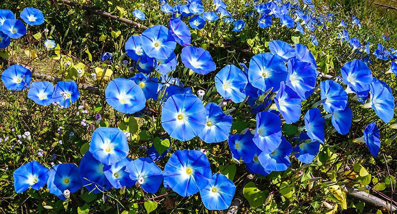 Top 7 Blue Flower Meaning: Spirituality, WIsdom, Healing and Protection