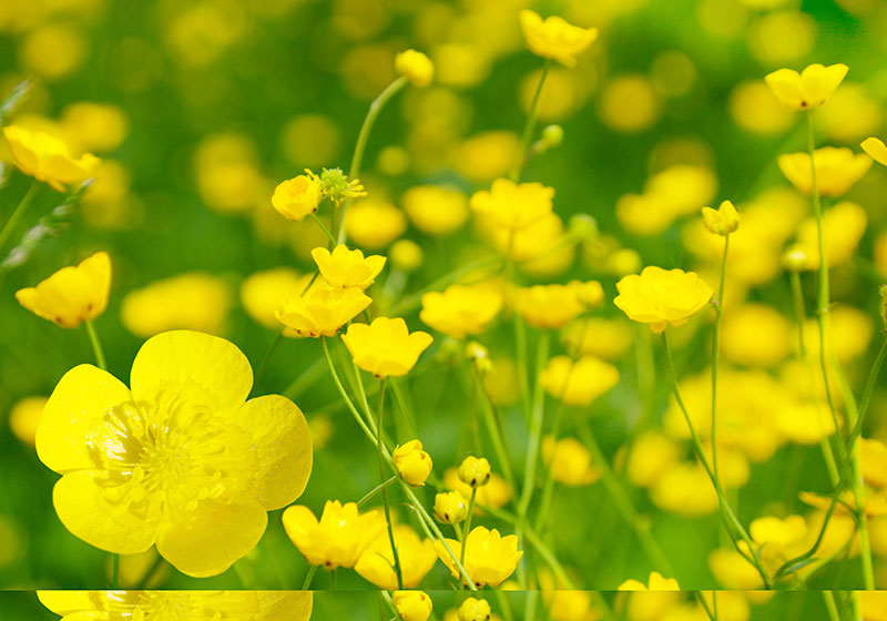 Buttercup Flower Meaning: A Symbol of Joy and Prosperity Around the World