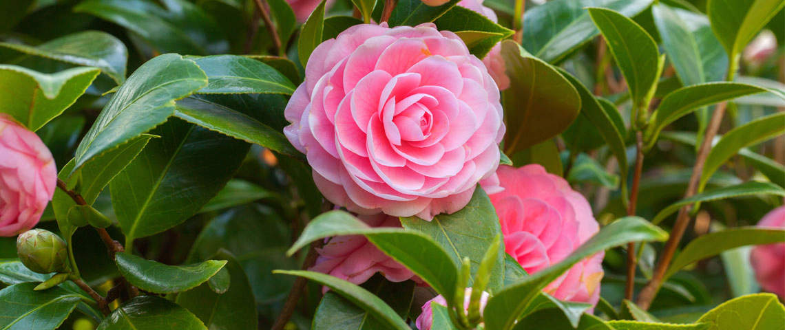 Camellia Flower Meaning: Perfection, Passion, Longevity, and Good Fortune