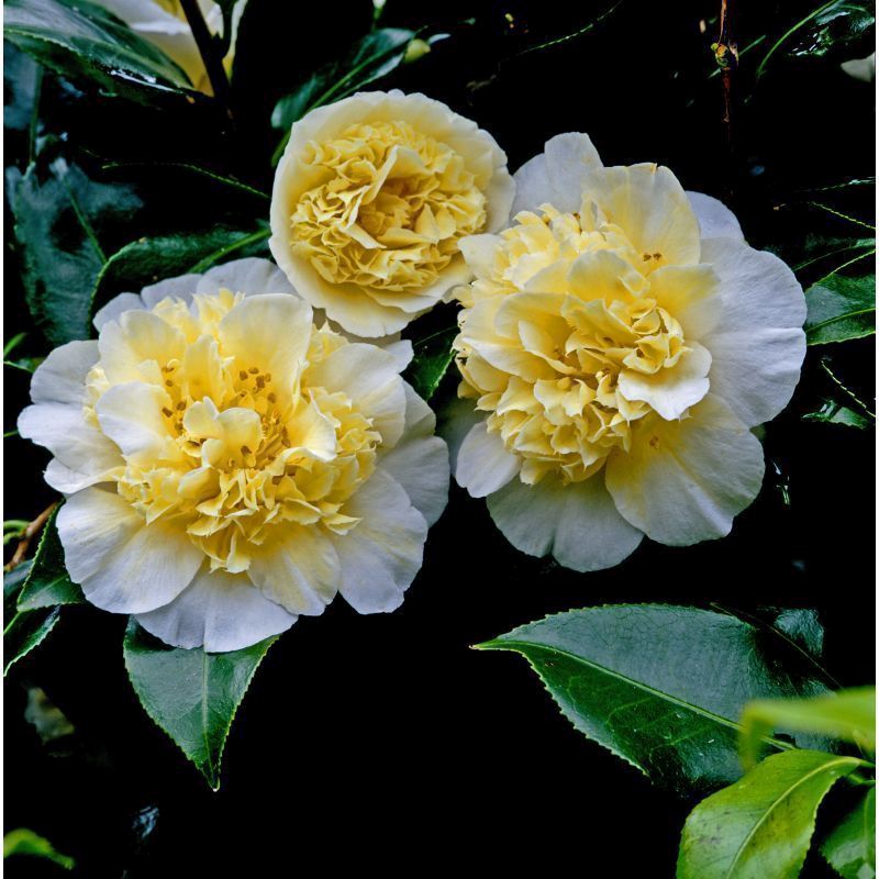 Camellia Flower Meaning: Perfection, Passion, Longevity, and Good Fortune