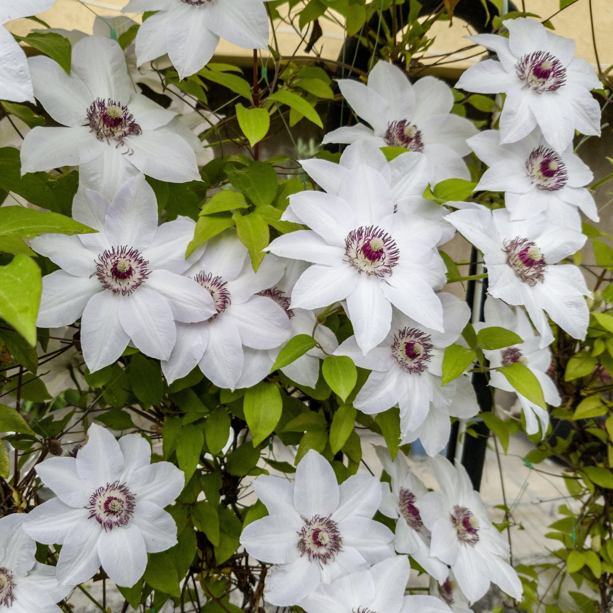 Clematis Meaning: Art and Personal Reflection