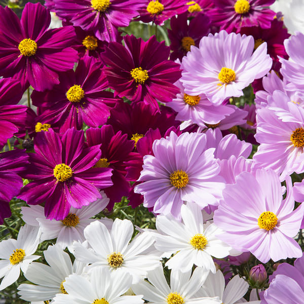 Cosmos Meaning Flower: Order, Peace and Wholeness