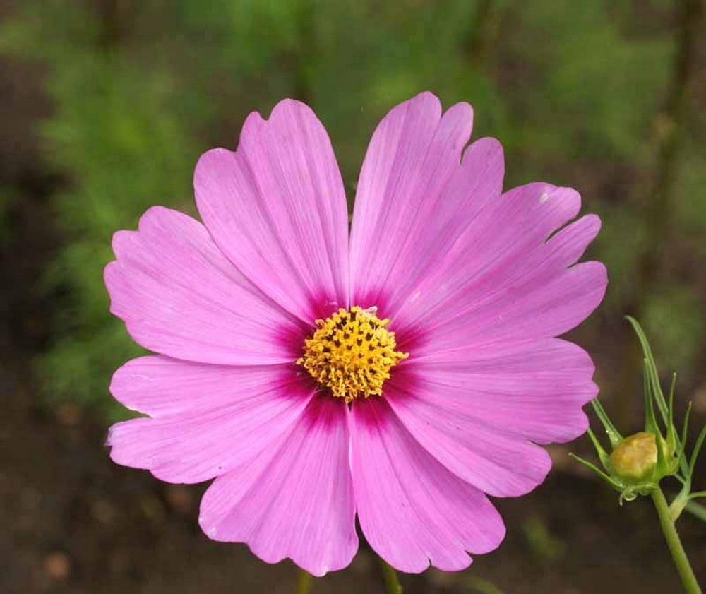 Cosmos Meaning Flower: Order, Peace and Wholeness