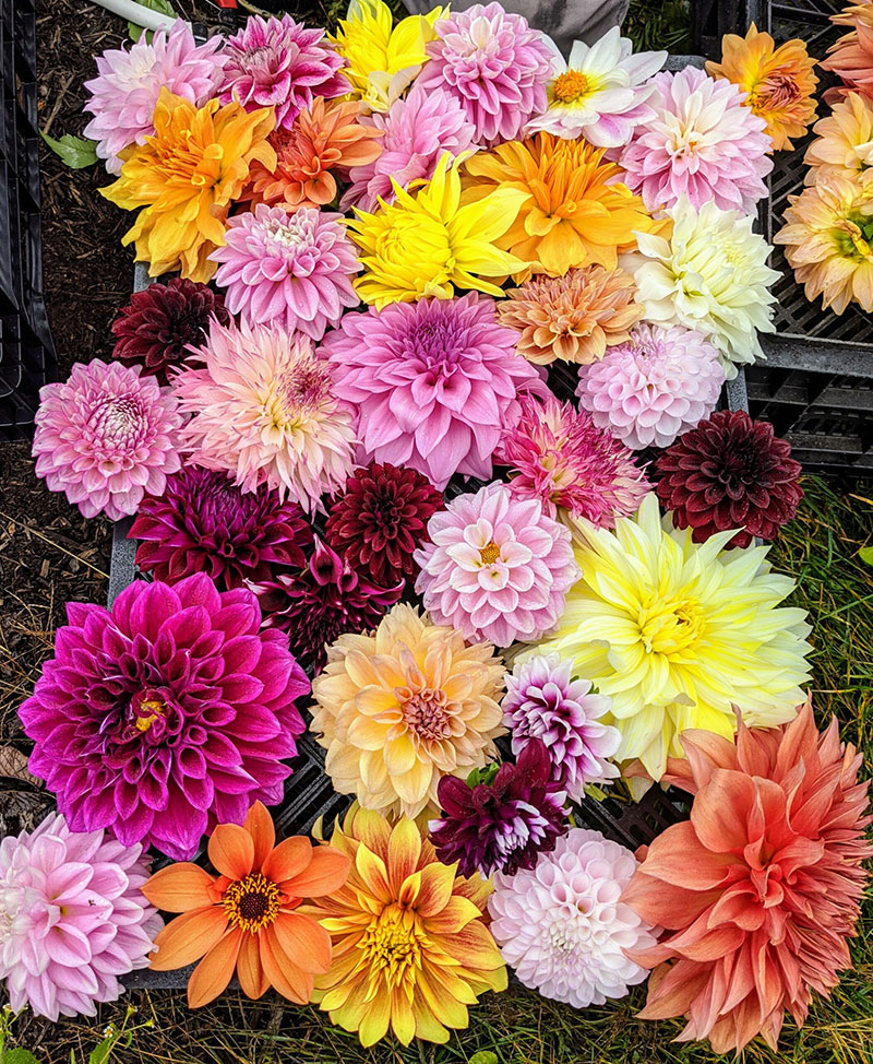Dahlia Meaning: Vitality, Honest Bonds, Diversity, and The Beauty of Everyday Life